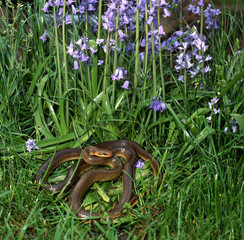 Elaphe longissima / Couleur d'Esculape