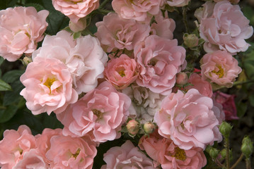 Rosa x / Rose 'Souvenir d'Adolphe Turc'