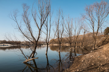The trees are submerged in the water