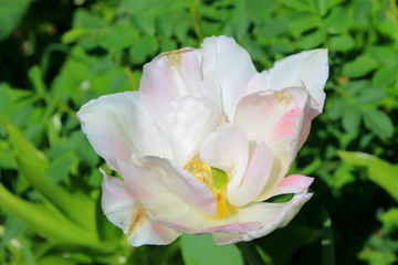 Obraz na płótnie Canvas White tulip