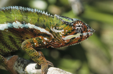 Furcifer pardalis / Chamaeleo pardalis / Caméléon panthère
