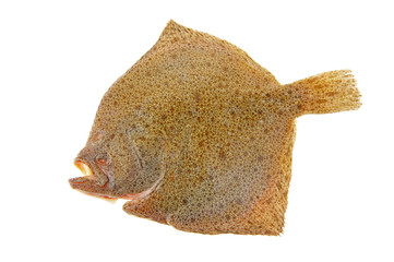 Obraz premium The flounder isolated on a white background