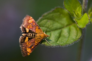Pyrausta purpuralis / Pyrauste pourpre / Pyrale pourpre