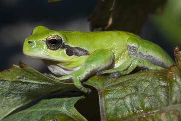 Hyla meridionalis / Rainette méridionale