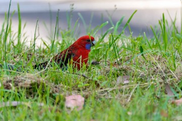 bird