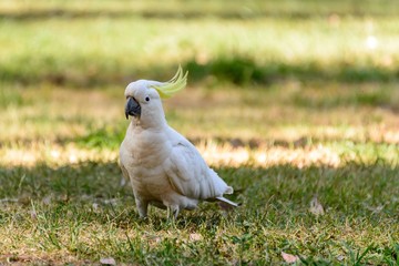 bird