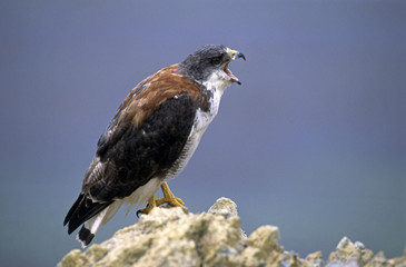 Buteo polyosoma / Buse tricolore / Buse à dos noir