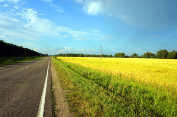 Fototapeta na wymiar Yellow field next to the road