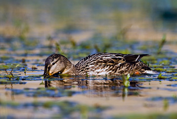 Anas platyrhynchos / Canard colvert