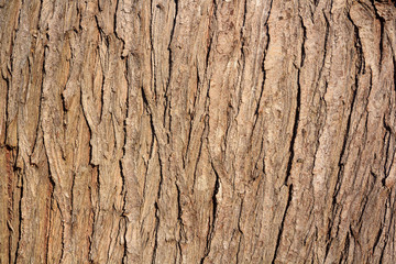 brown old pine bark background texture photography