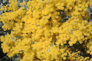 Acacia podalyriifolia / Mimosa