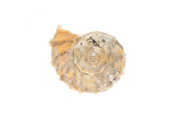 Conch on a white background