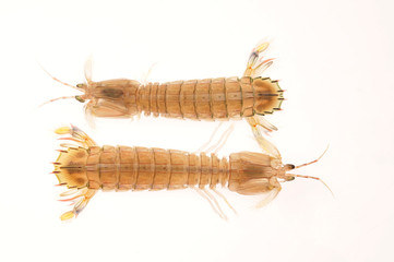 On a white background of del piero shrimp, a kind of Marine organisms, edible mantis shrimp