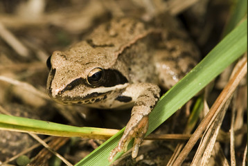Rana dalmatina / Grenouille agile