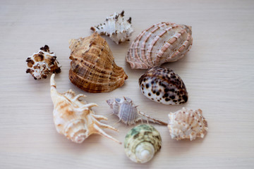 Sea shells collection. Conch shells.