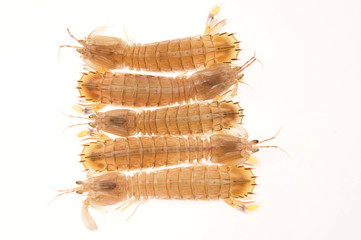 On a white background of del piero shrimp, a kind of Marine organisms, edible mantis shrimp