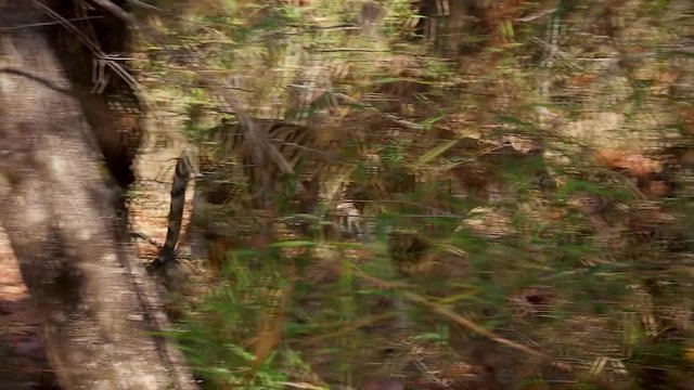 Extremely rare footage of WILD Bengal Tigress (Panthera tigris) walking in the forests of Bandhavgarh, India. The largest of cats, this endangered species is notoriously elusive & difficult to film.