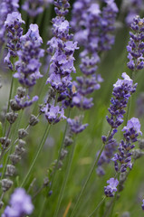 Lavandula angustifolia / Lavandula vera / Lavande vraie