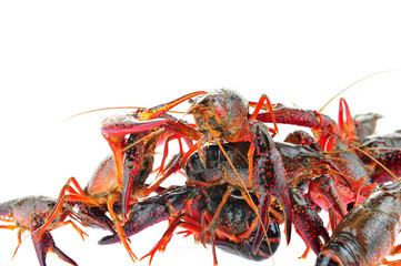 Lobster on a white background
