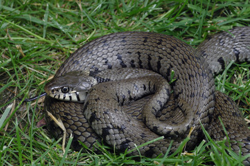 Natrix natrix / Couleuvre à collier