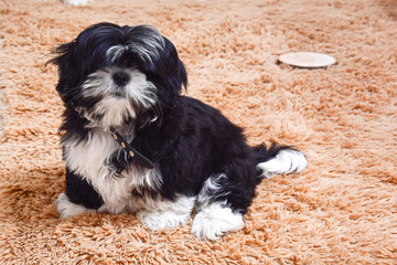 little shaggy dog of breed of the Shih-tzu