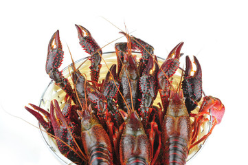 Lobster on a white background