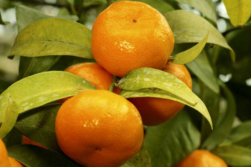 Citrus reticulata / Mandarine / Mandarinier