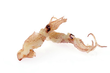 Squid isolated on a white background