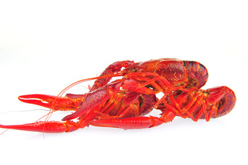 Lobster on a white background