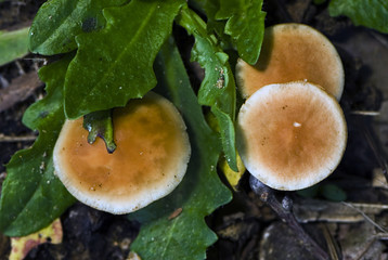 Collybia dryophila / Collybie des chênes