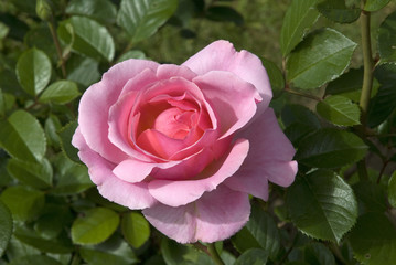 Rosa x / Rose 'Jardin de France'