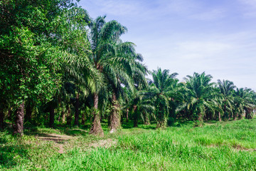 Obraz premium The palm forest under the sun. The green palm forest in sunny day. Horizontal outdoors shot.