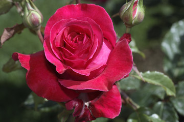 Rosa x / Rose  'Paris Match'