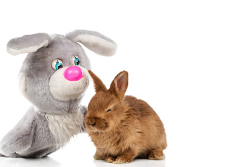 Toy rabbit stroking a small live rabbit isolated on a white background