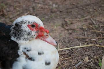 Ducks farm close up.
