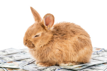Obraz premium Beautiful fluffy red bunny lies on dollars with closed eyes, isolated on white background