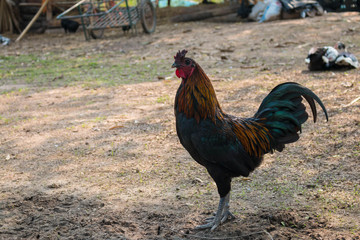 Chicken farm close up.