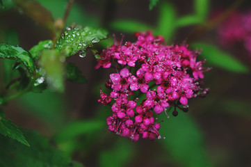 Blooming Spiraea Japonica (Japanese spirea) closeup in summer garden