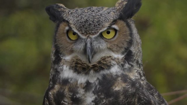 Great horned owl close up head turn slow motion 
