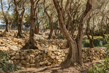 Obraz premium A forest of old trees on stone terraces of large stones. Park, forest with dry trees