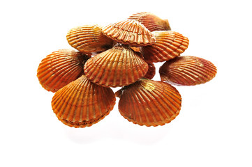 scallop