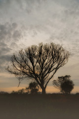 Fototapeta na wymiar Sunset and silhouette trees