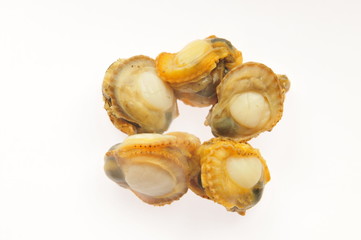 scallop