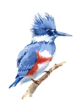 Watercolor Bird Belted Kingfisher Sitting on the Branch Hand Painted Wildlife Illustration isolated on white background