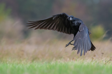 Obraz premium Common Raven/in flight