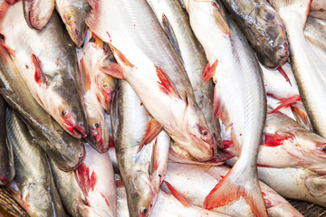 プサールー市場で売っていた魚売り場