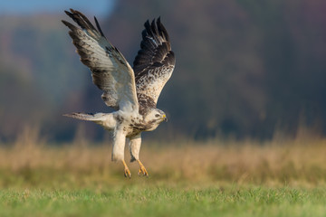 Common Buzzard/flight over the meadow
