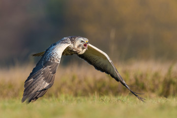 Common Buzzard/flight over the meadow