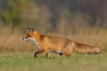 Red Fox/on the meadow