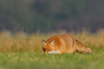 Red Fox/on the meadow